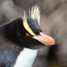 Pingüino de Las Antípodas - Photo (c) Dave Houston, algunos derechos reservados (CC BY-NC), uploaded by Dave Houston