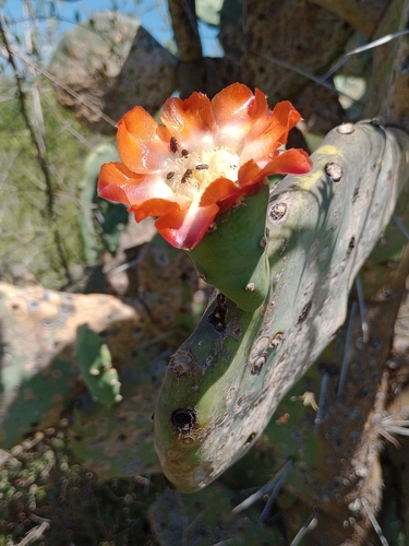 Image of Opuntia quimilo by (c) Victoria Gallo, some rights reserved (CC BY-SA)