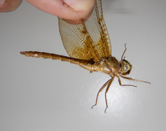 Neurocordulia xanthosoma