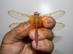 Neurocordulia xanthosoma