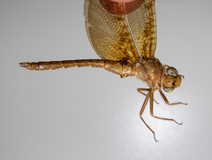 Neurocordulia xanthosoma