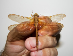 Neurocordulia xanthosoma