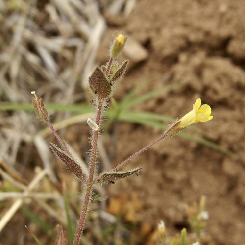 Erythranthe plotocalyx (Erythranthe plotocalyx)