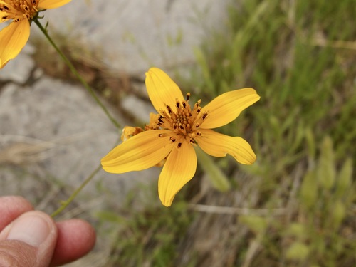 Image of Bidens aurea by (c) Sue Carnahan, some rights reserved (CC BY)