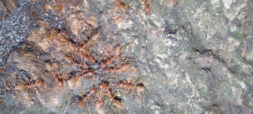 African Weaver Ant