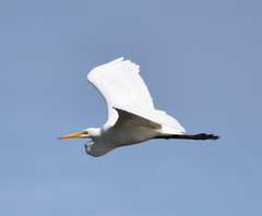 Ardea alba