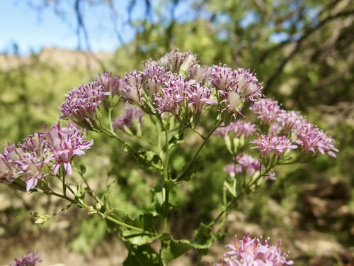 Image of Acourtia wrightii by (c) Sue Carnahan, some rights reserved (CC BY)
