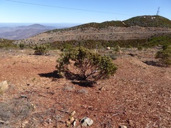 Arctostaphylos pungens