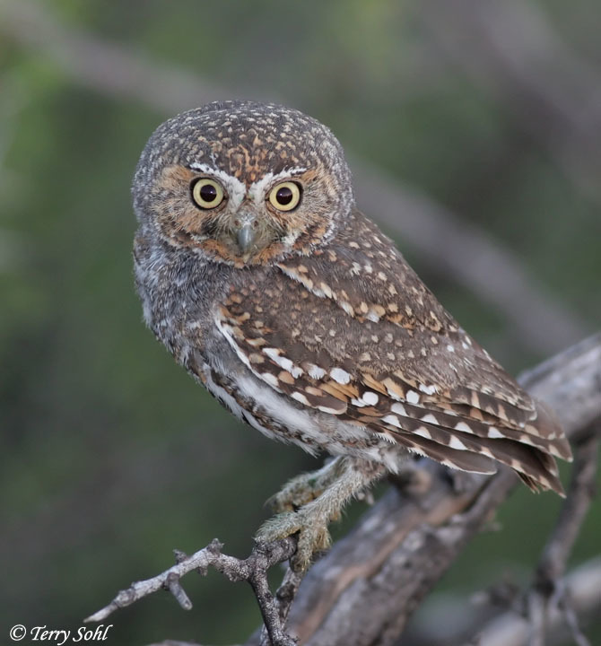 Elf Owl photo