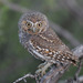 Elf Owl - Photo (c) Terry Sohl, some rights reserved (CC BY-NC), uploaded by Terry Sohl