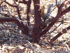 Arctostaphylos pungens