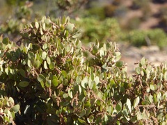 Arctostaphylos pungens