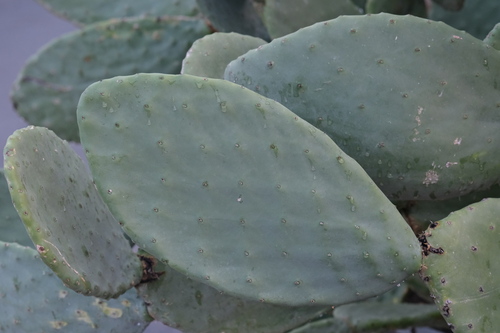 Avistamiento Chumbera (Opuntia ficus-indica)