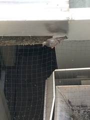 Columba livia domestica