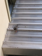 Columba livia domestica