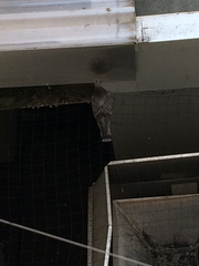 Columba livia domestica