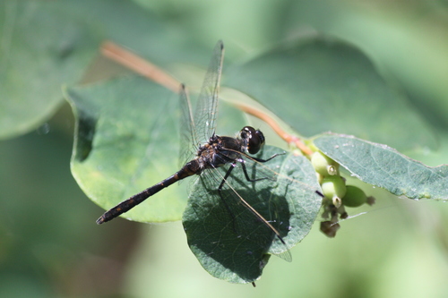 Black Meadowhawk photo 6