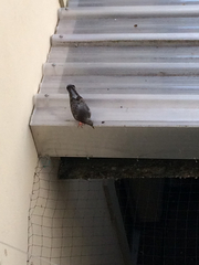 Columba livia domestica