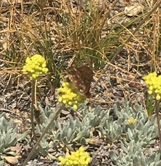 Euphydryas editha