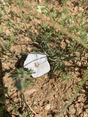 Convolvulus ammannii