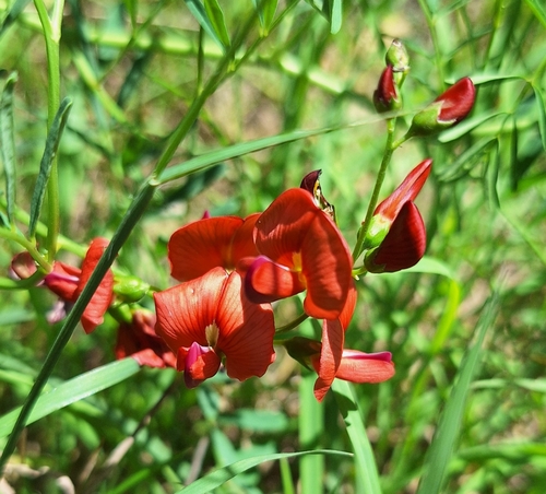 Queensland darling pea (Swainsona queenslandica)
