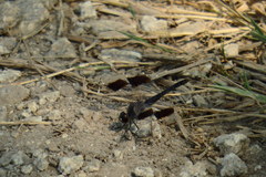 Brachythemis impartita