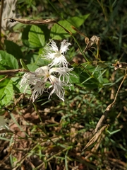 Dianthus arenarius