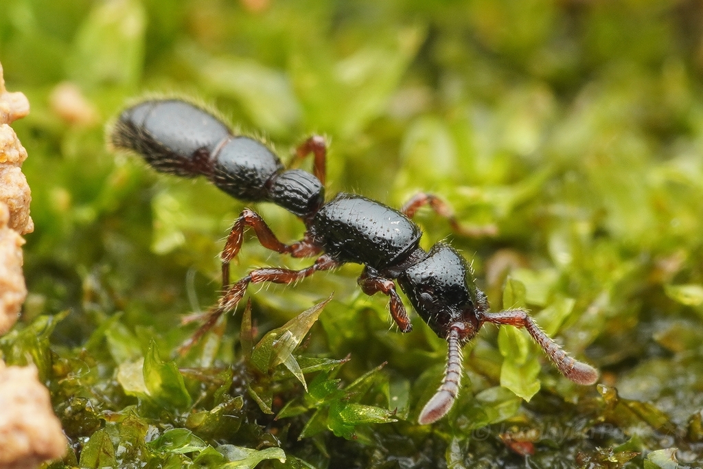 Cerapachys sulcinodis