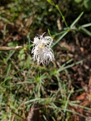 Dianthus arenarius