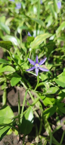 Image of Blue mud-plantain by no rights reserved