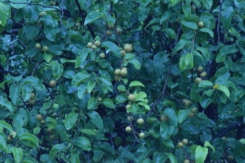 Pyrus pyrifolia