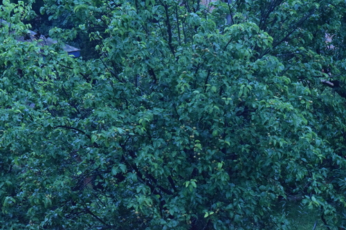 Pyrus pyrifolia