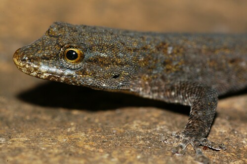 Methuen’s Dwarf Gecko, Lygodactylus methueni