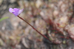 Utricularia caerulea
