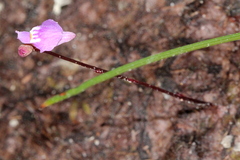 Utricularia caerulea