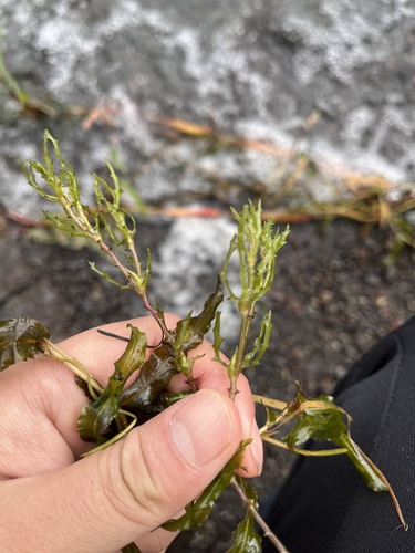 Najas tenuicaulis iNat (1)