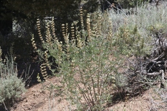 Lupinus elatus