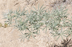 Lupinus elatus