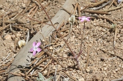 Gilia leptantha purpusii