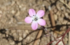 Gilia leptantha purpusii