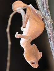 Leaf-Tailed Gecko photo 3
