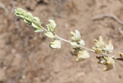 Lupinus elatus