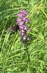 Platanthera peramoena