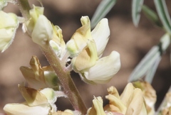 Lupinus elatus