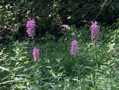 Platanthera peramoena