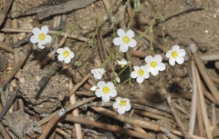 Linanthus inyoensis