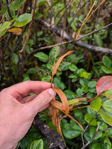 Isachne distichophylla observed 2024-12-12