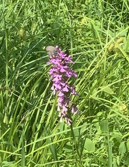 Platanthera peramoena