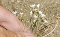 Linanthus inyoensis
