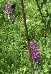 Platanthera peramoena